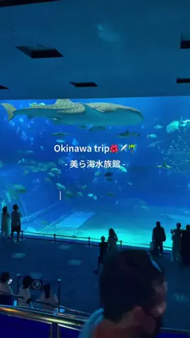 みきたび｜週末ごほうびステイ🌺✈️のTikTok PR投稿：🐠 沖縄の絶対外せない観光スポット『美ら海水族館』に…