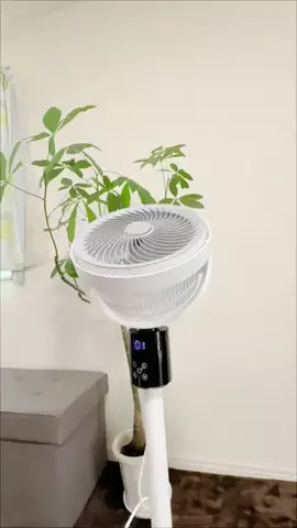 にこねぇセレクト✨厳選商品のTikTok投稿