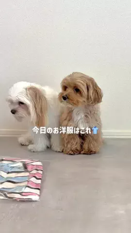 うみたん♡バニたんのTikTok投稿