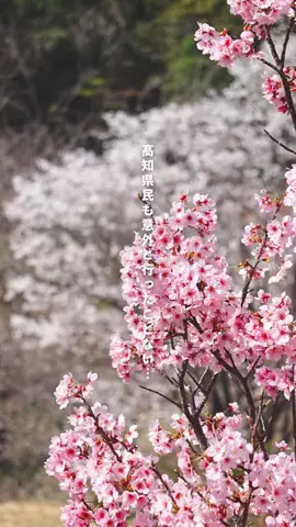 高知の山崎夫婦のTikTok投稿