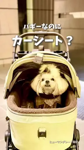 トラベルウィズドッグのTikTok投稿