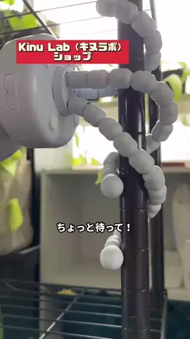 tomo_tani_LifeのTikTok投稿