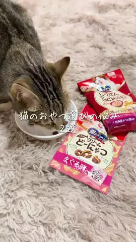 うちネコラボ🐱のTikTok投稿