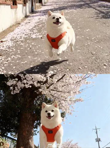 bellaver🐻‍❄️のTikTok投稿