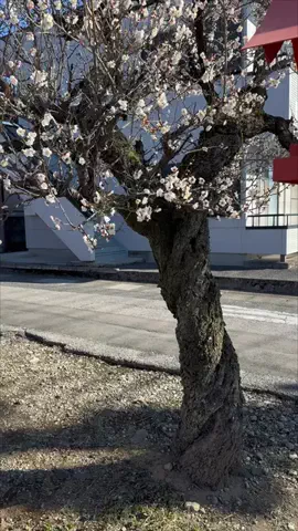 RKPhoto_9/ｱｰﾙｹｰﾌｫﾄﾅｲﾝ📷のTikTok投稿