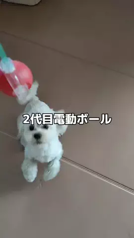 ぱだわんのTikTok投稿