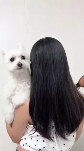 しーちゃん🐾 ｜犬と夢を叶える新人トリマー✂️ 🐶のTikTok投稿