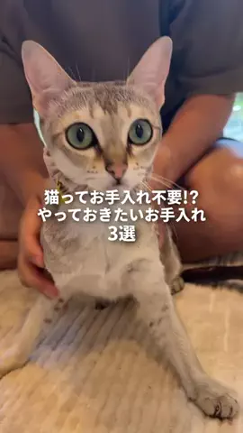 ルーナ🌛猫飼い夫婦のリアルな本音のTikTok投稿