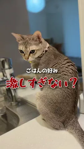 ルーナ🌛猫飼い夫婦のリアルな本音のTikTok投稿