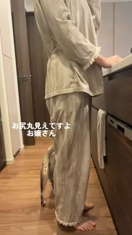 ルーナ🌛猫飼い夫婦のリアルな本音のTikTok投稿