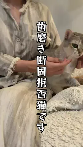 ルーナ🌛猫飼い夫婦のリアルな本音のTikTok投稿