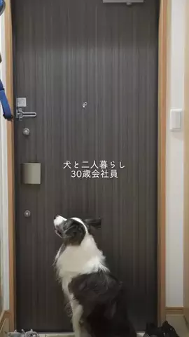 まさ” ボーダーコリーとふたり暮らし”のTikTok投稿