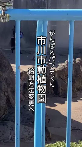 yotsubaのTikTok投稿