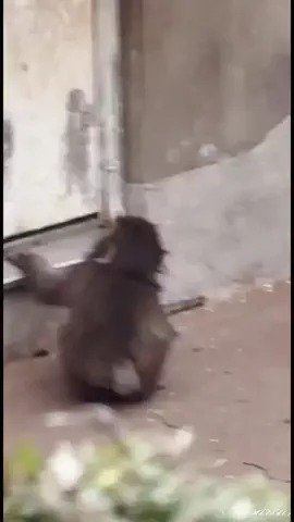 yotsubaのTikTok投稿