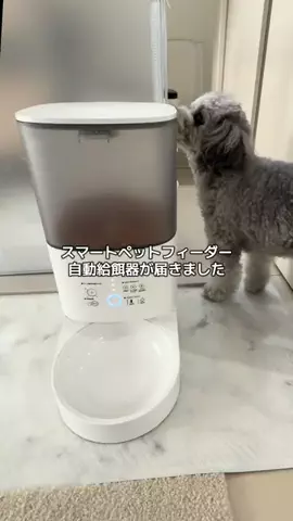 トイプーシルバーのエメくんのTikTok投稿