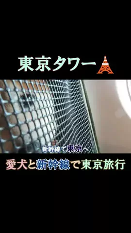 まめ田ちゃめ助のTikTok投稿