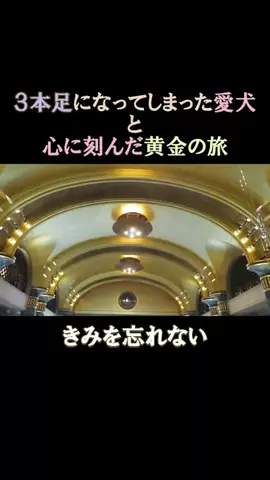 まめ田ちゃめ助のTikTok投稿