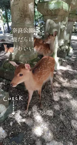 kazamakizunaのTikTok投稿
