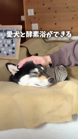 パパに恋するはるちゃんのTikTok投稿