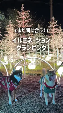 パパに恋するはるちゃんのTikTok投稿