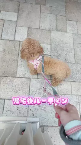 Aoyama hikariのTikTok投稿