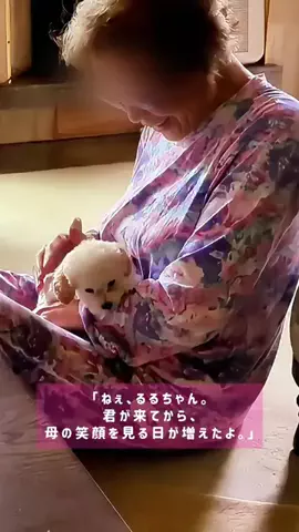 るるちゃんねるのTikTok投稿