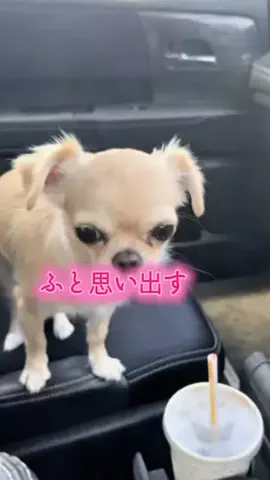 🍊ちわまる🍒🐶👨🏻‍🦲🍵わん友【鹿児島】のTikTok投稿