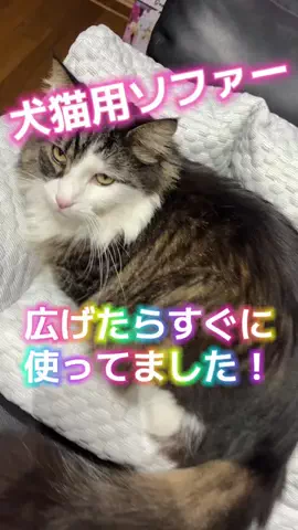 麻衣ママのTikTok投稿