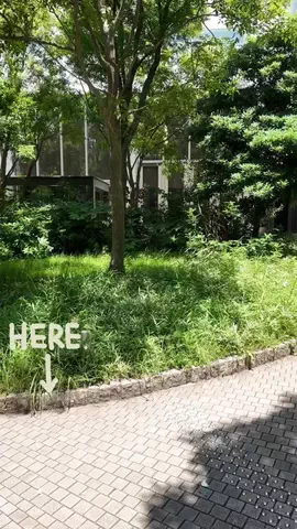 LittleBamboo.stのTikTok投稿