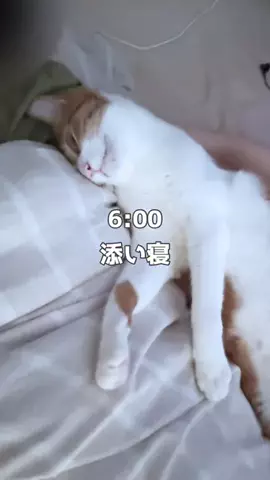 保護猫ちくわのTikTok投稿