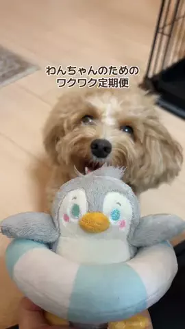 マルプーくらむ(CRUMB)🐻のTikTok投稿