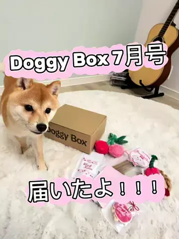 豆柴小雪の暮らしのTikTok投稿