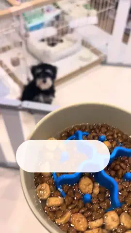 ぷりん🐾愛犬と楽しむ暮らしのTikTok投稿