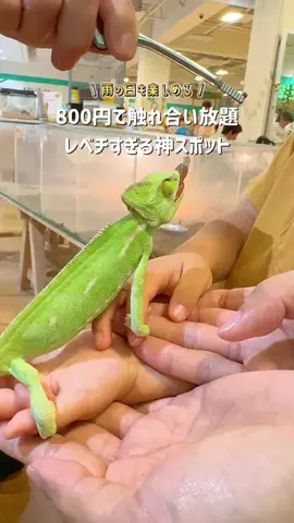 えいぴ  ｜子連れお出かけのTikTok投稿