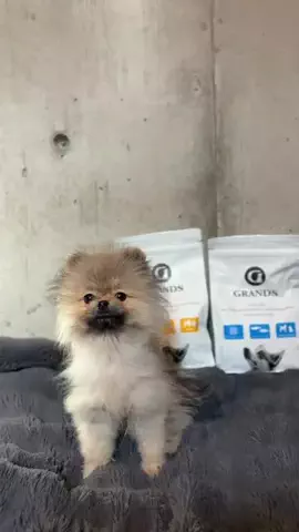 たぬきち🐶￤ウルフセーブルのTikTok投稿