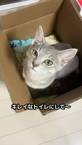 もんのTikTok投稿