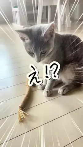 もんのTikTok投稿