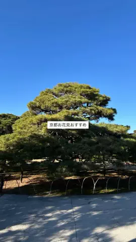 なみちゃん旅のTikTok投稿