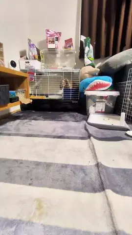 🐰たれみみ稲荷🐰のTikTok投稿