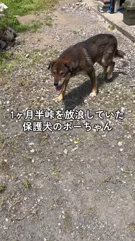 オリーブのTikTok投稿
