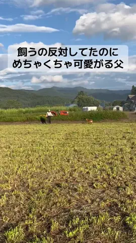 オリーブのTikTok投稿