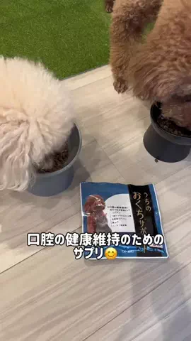 トイプードルLEOのTikTok投稿