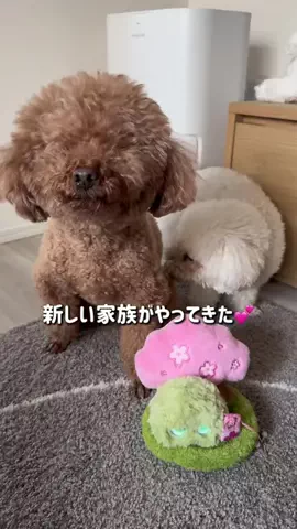 トイプードルLEOのTikTok投稿