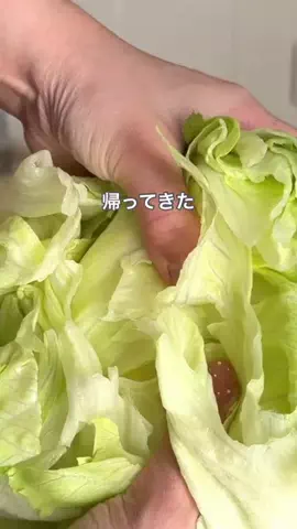 ハレ弁のTikTok投稿