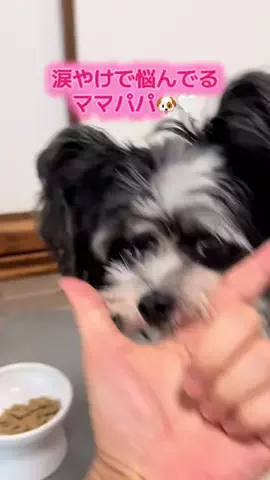しぇりーファミリー 🐶👶🏻のTikTok投稿