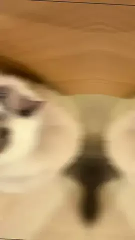 よもも🧸おすすめ紹介のTikTok投稿