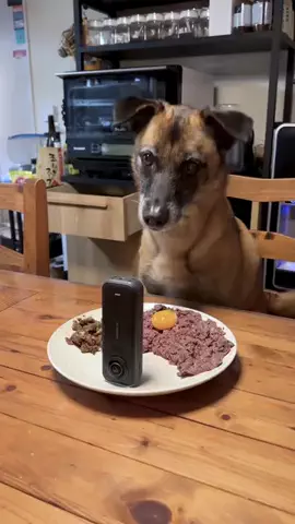 元野犬のアキのTikTok投稿