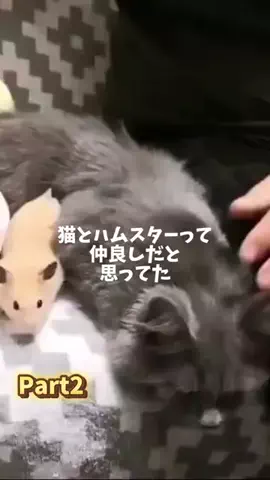 ねことぼくのTikTok投稿