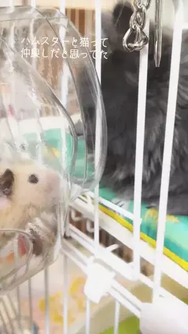 ねことぼくのTikTok投稿