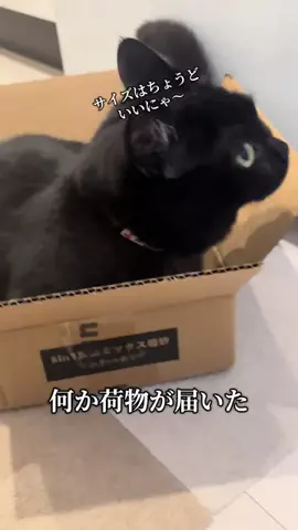 ねこのぬしのTikTok投稿